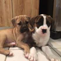 Thumbnail photo of Beethoven #2