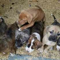 Thumbnail photo of Beethoven #3