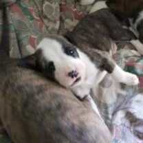 Thumbnail photo of Beethoven #4