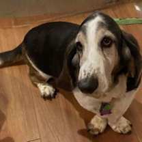 Thumbnail photo of Dusty (Petaluma) #1