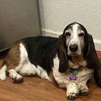 Thumbnail photo of Dusty (Petaluma) #2