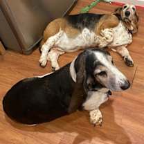 Thumbnail photo of Dusty (Petaluma) #3