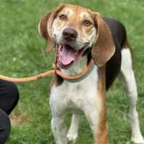 Thumbnail photo of Sarge #1