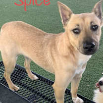 Thumbnail photo of Spice #3