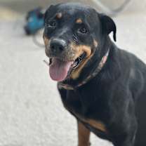 Thumbnail photo of Josie #1