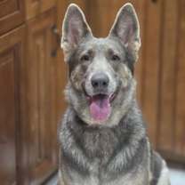 Thumbnail photo of COCOA #2