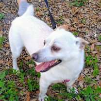 Thumbnail photo of NASH #1