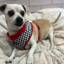 Thumbnail photo of Deuce 13222 #2