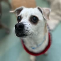 Thumbnail photo of Deuce 13222 #3