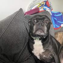 Thumbnail photo of Presley #1