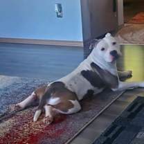 Thumbnail photo of Ghost #2