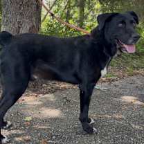 Thumbnail photo of Honk #4