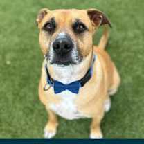 adopt-pet