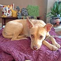 Thumbnail photo of Hazel #1