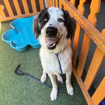 Thumbnail photo of ROE A2159434 #1