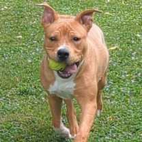 Thumbnail photo of Uncle Sam #1