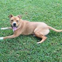 Thumbnail photo of Uncle Sam #3