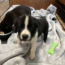 Thumbnail photo of Cacey #2