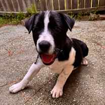 Thumbnail photo of Cacey #3