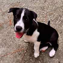 Thumbnail photo of Cacey #4