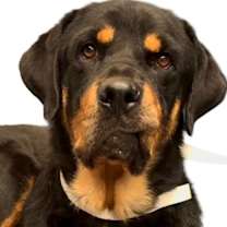 adopt-pet