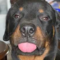 adopt-pet