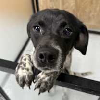 Thumbnail photo of Dotter #4