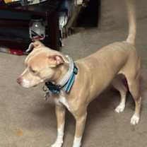 adopt-pet
