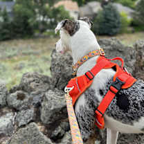 Thumbnail photo of Penny #2