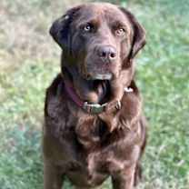 Thumbnail photo of Bo - ADOPTED!! #1