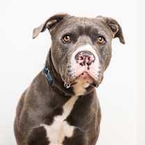 Thumbnail photo of Bud #1