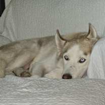 Thumbnail photo of Calamus #2