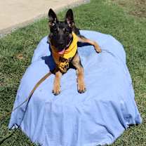 Thumbnail photo of Barney #1