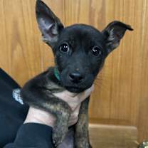 Thumbnail photo of Pebbles #2