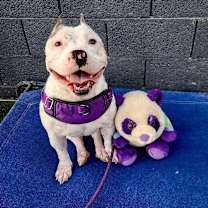 adopt-pet