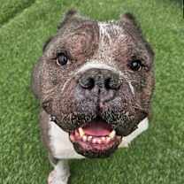 adopt-pet