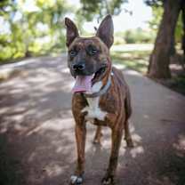 Thumbnail photo of Briar Rose #1