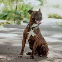 Thumbnail photo of Briar Rose #2