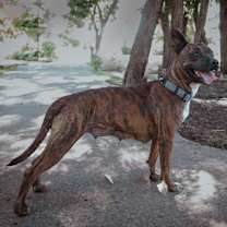 Thumbnail photo of Briar Rose #3