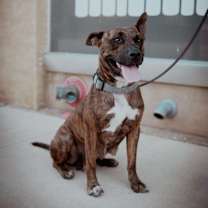 Thumbnail photo of Briar Rose #4