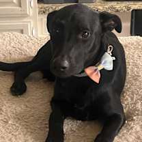adopt-pet