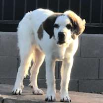 Thumbnail photo of Luna #2