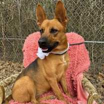 adopt-pet