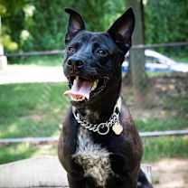 Thumbnail photo of Vincent #1