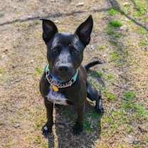 Thumbnail photo of Vincent #2