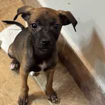 adopt-pet
