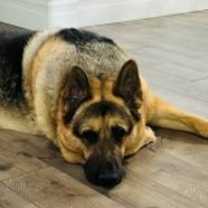 Thumbnail photo of Gus #1