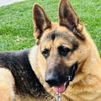 Thumbnail photo of Gus #2