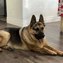 Thumbnail photo of Gus #3