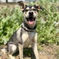 Thumbnail photo of Decca #1